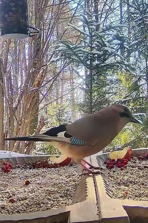 livebirdspoland_e3c7ea24ca3f6f9852217c08c5f5c01a.jpg