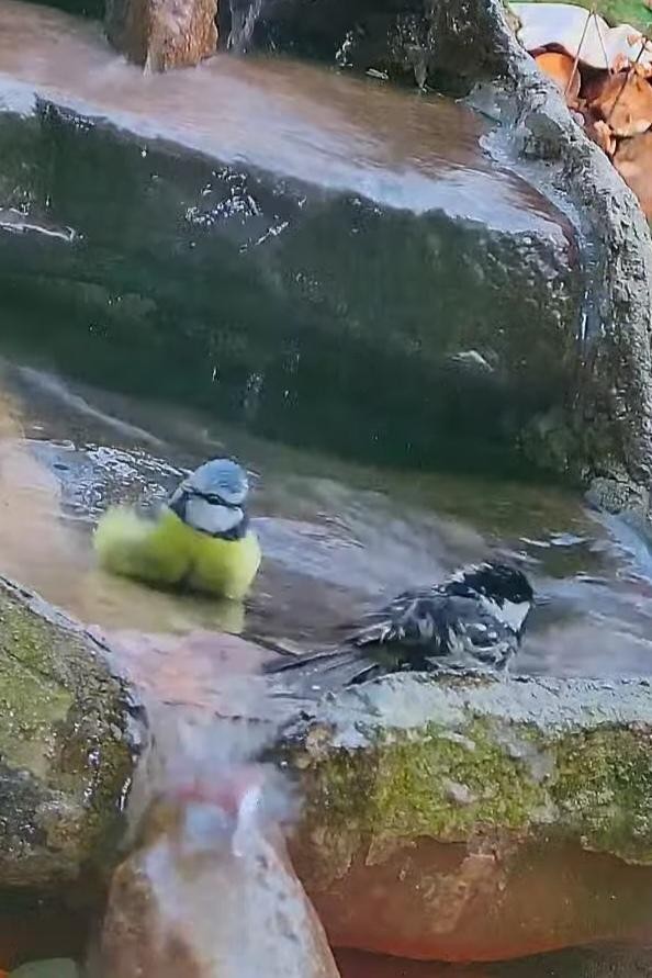 livebirdspoland_b2811cf1af6dae005ac8d66cccc46b8e.jpg
