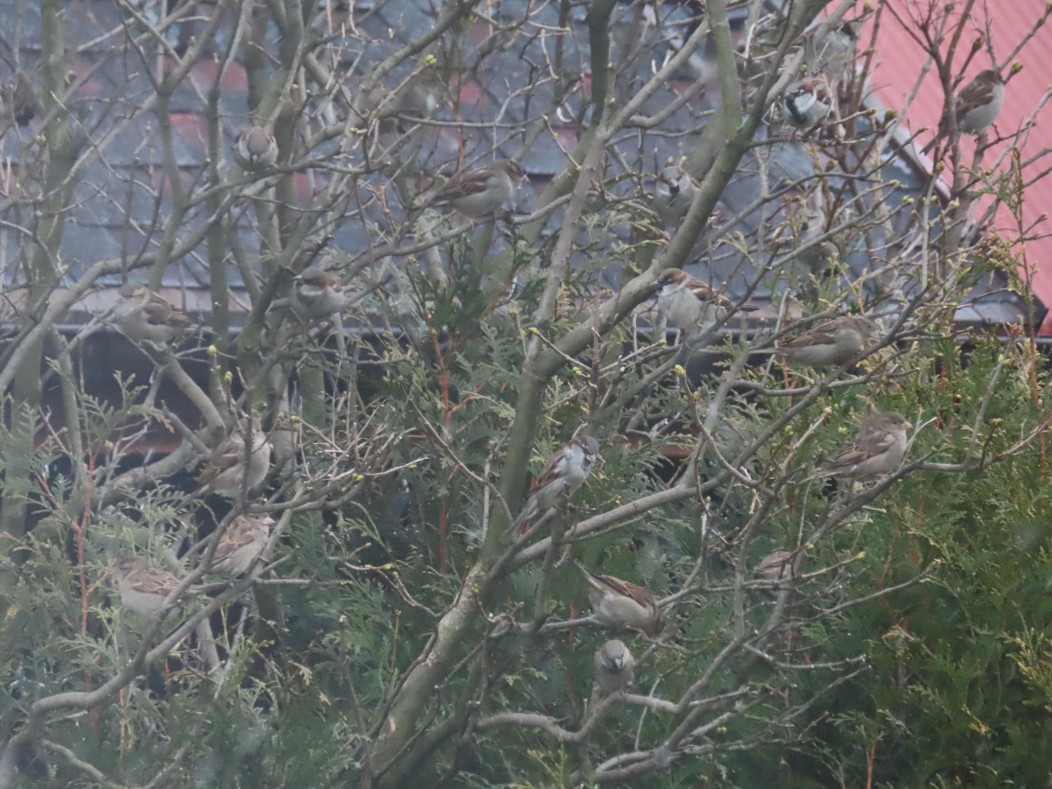 livebirdspoland_417f10bc70eb1aa2433ad38ee0bb1073.jpg