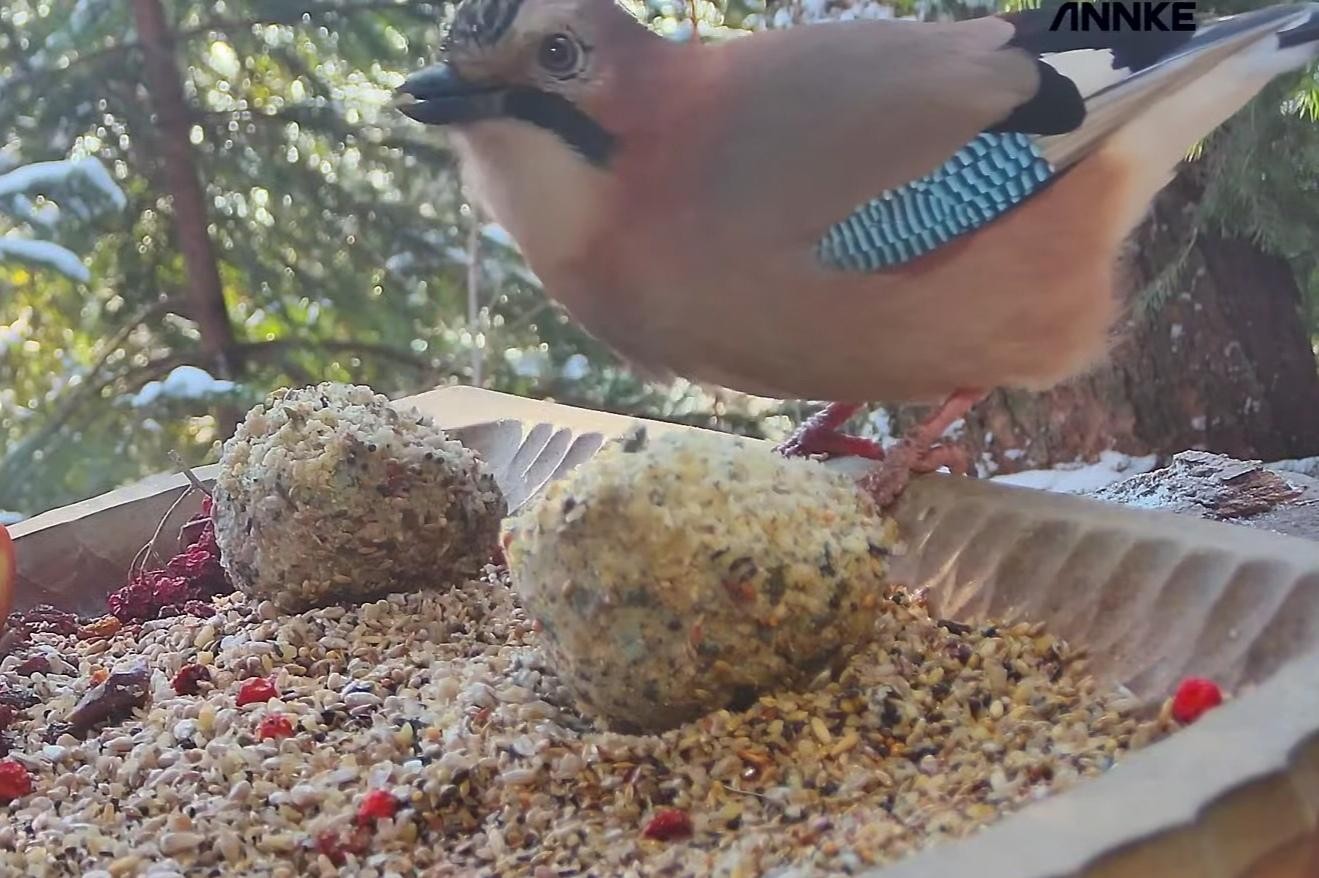 livebirdspoland_227314e5e18df229c5f8a7442622e39e.jpg