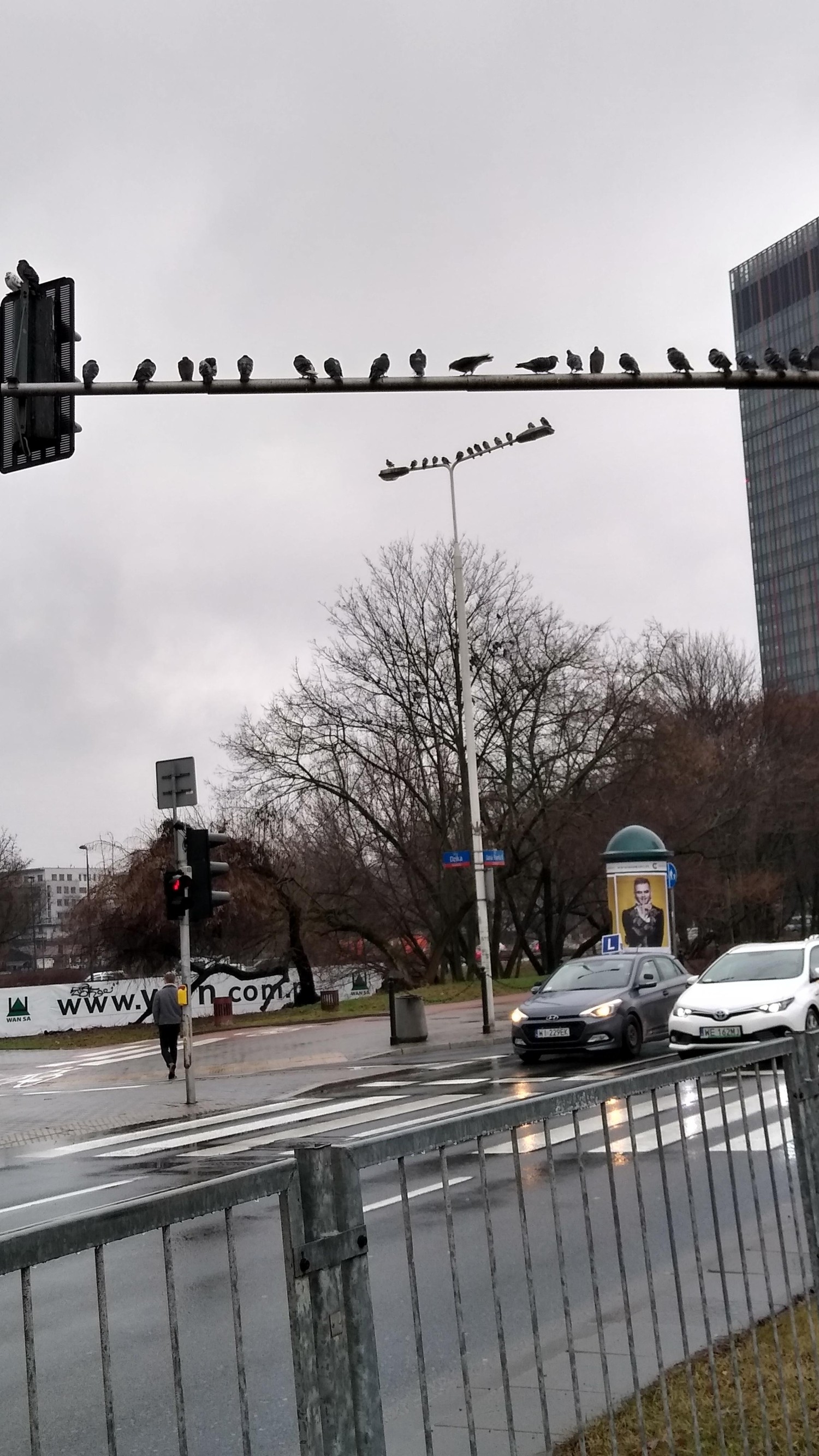 livebirdspoland_3d1ac266e3c2b3ac22130e371a16ff77.jpg