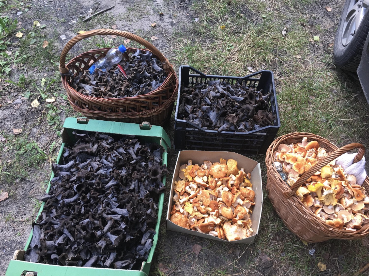 livebirdspoland_c1d08405188e4d973e1a8f0ade45f108.jpg