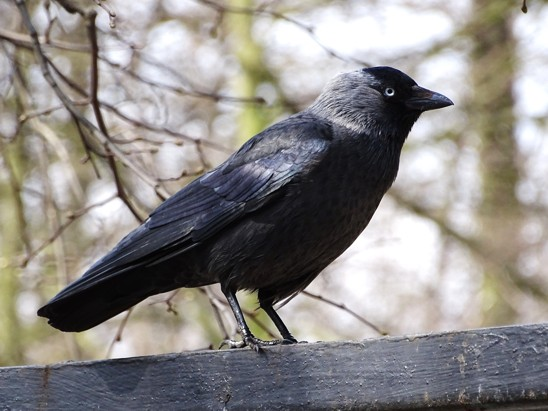 livebirdspoland_4c04af237a87541c894154fd15f6d2b1.png