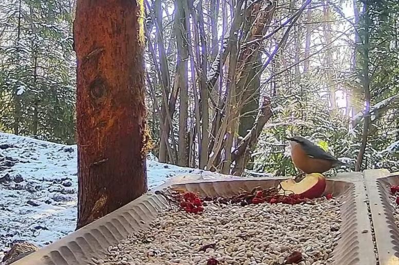 livebirdspoland_0414d7e63148f269b74f42e13c30a765.jpg