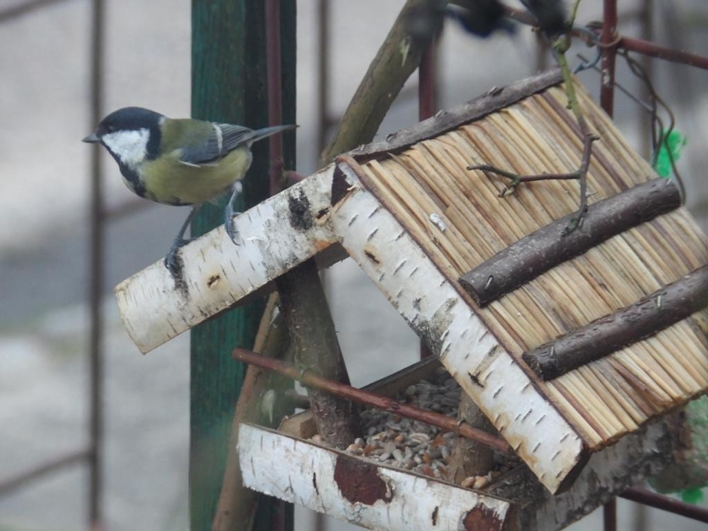 livebirdspoland_e24fa662a2a50f0d1c0a198689341b03.jpg