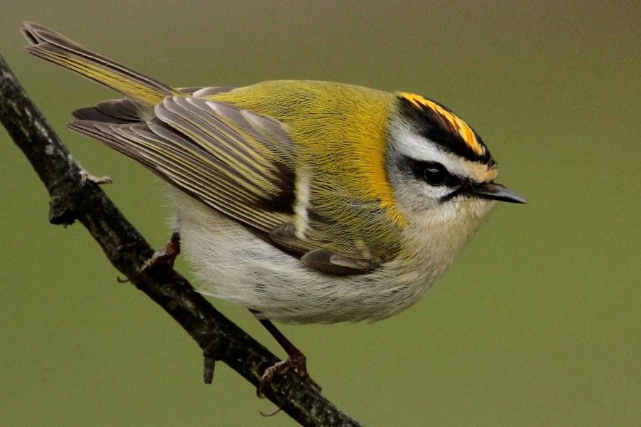 livebirdspoland_27c40d0c8561ae7ff65447d98cb0e0a4.jpg