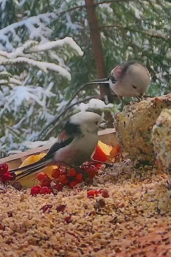 livebirdspoland_036fc48fe875bc135b56c21c7d6d3f92.jpg