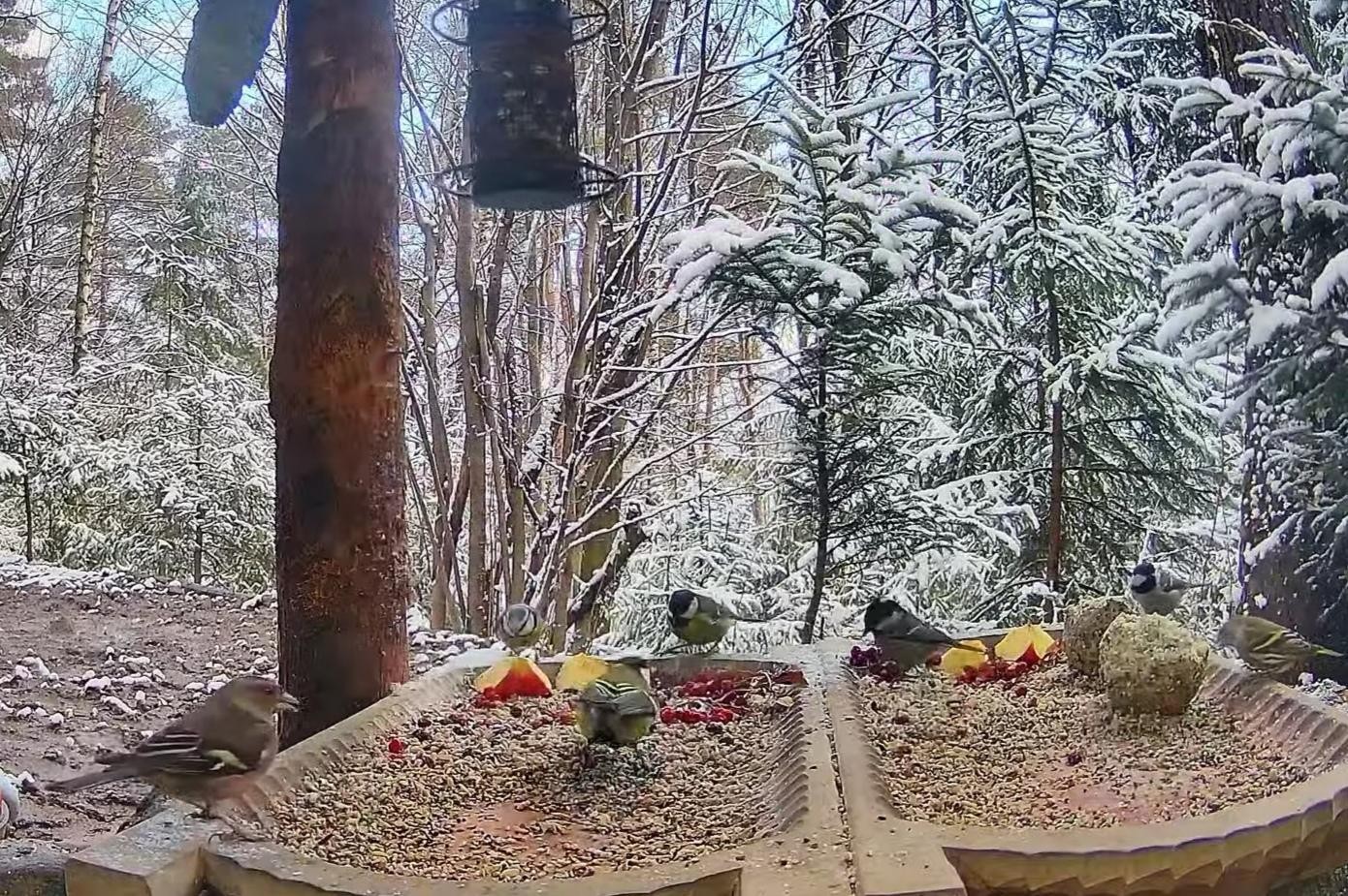 livebirdspoland_9cb56e250e74aea5c0e4c32e49e77da0.jpg