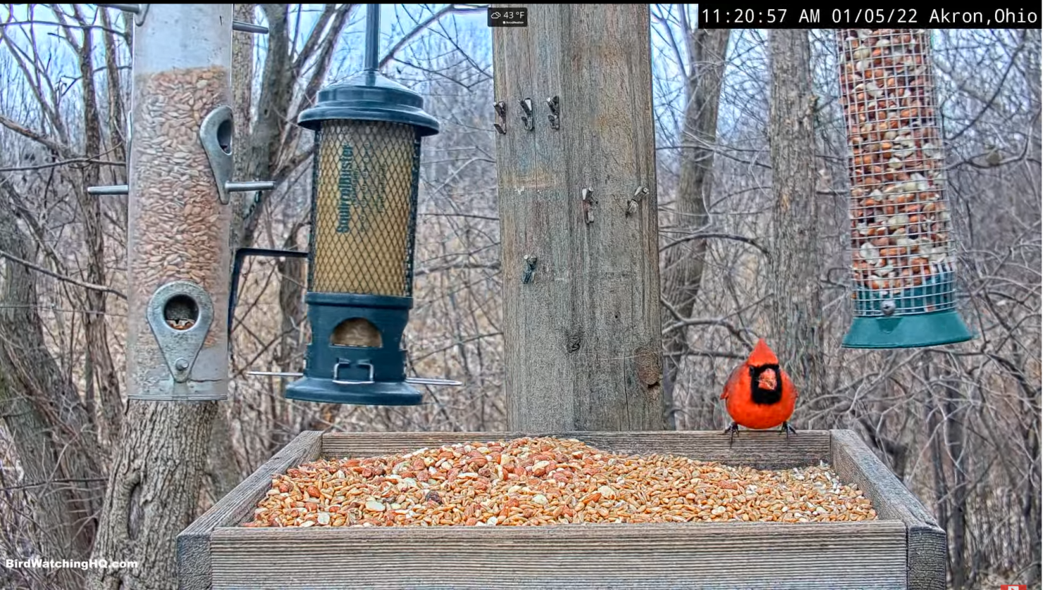 livebirdspoland_67784ed136a312435437e5b7b3069063.png