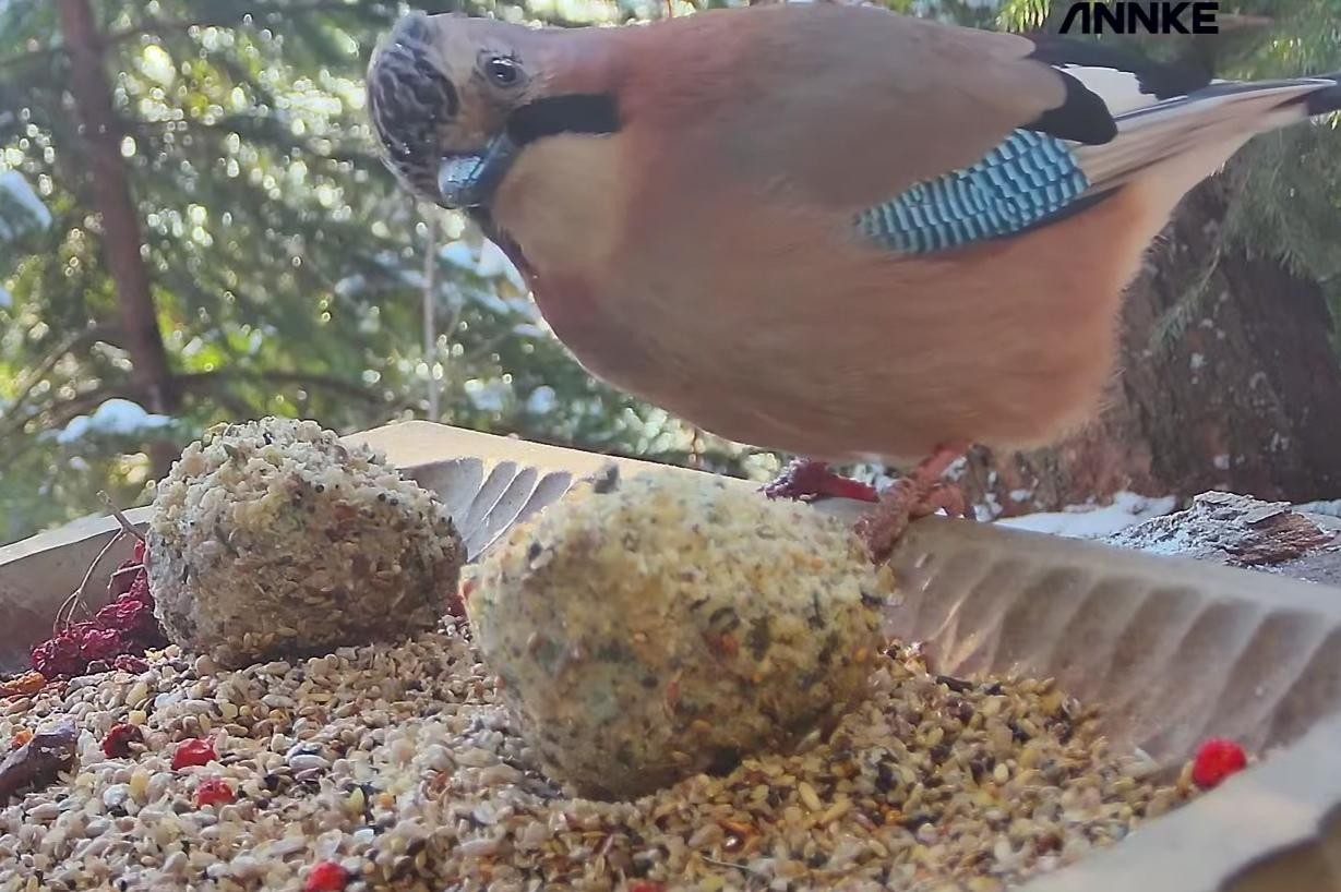 livebirdspoland_7f0d6604a07f8c058c4dca0f25473ade.jpg