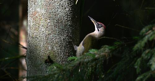 livebirdspoland_006c651a0acd03f3510cea55c8d10108.png