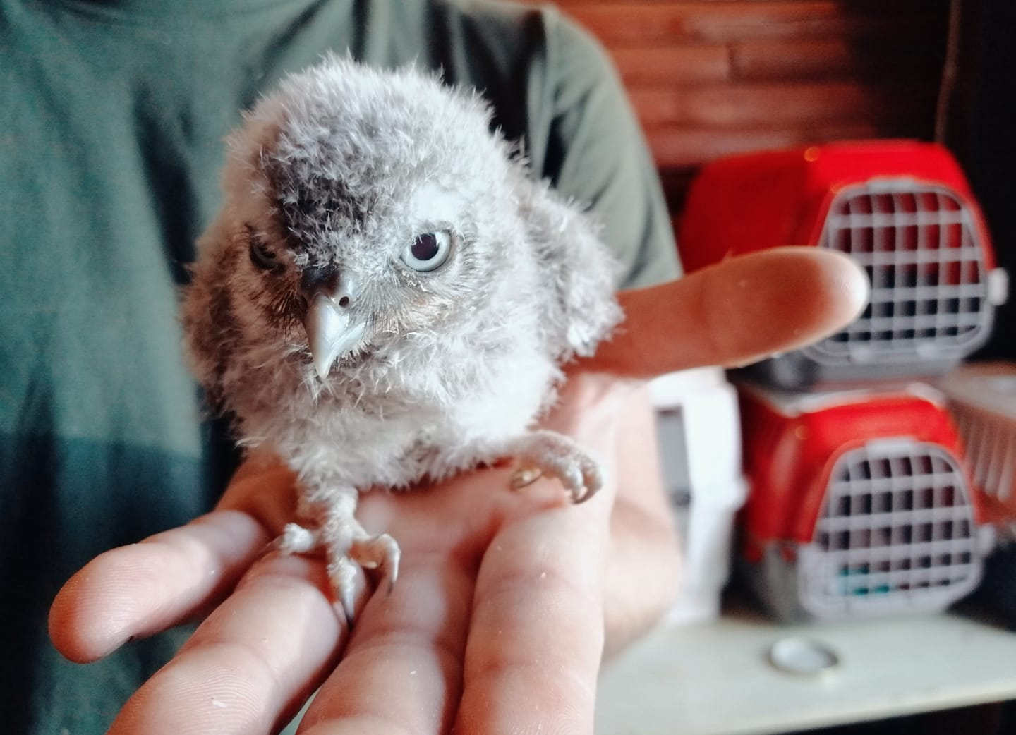 livebirdspoland_5b75c1144f03a1c4260a65a311220727.png