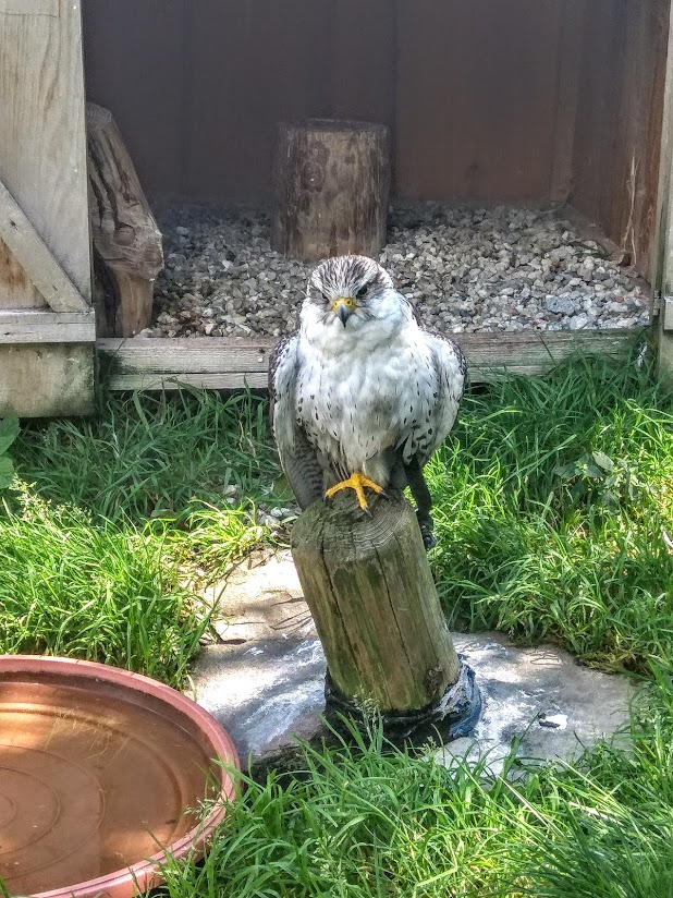 livebirdspoland_5f09bdbbbeffcd643a1fa909c2a0c77e.png