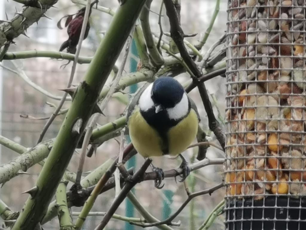 livebirdspoland_6445043c07bbe3b47faa00fe8d6a863e.jpg