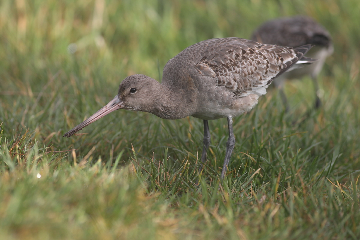 livebirdspoland_415f3f140ebc66c517bac8f171585bb5.png