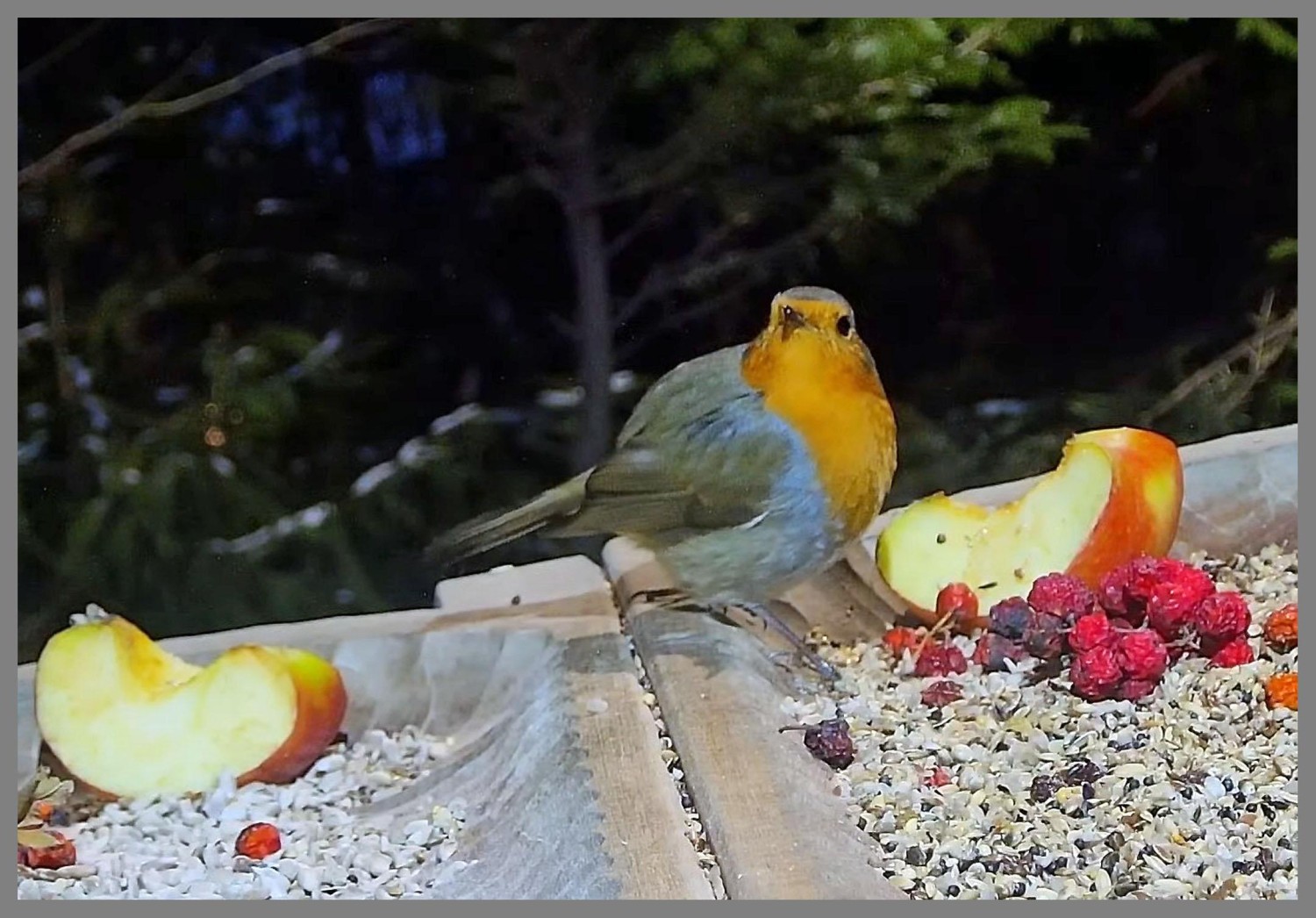 livebirdspoland_ec4e09c83f3dafb1d45ef31cf63416b6.jpg