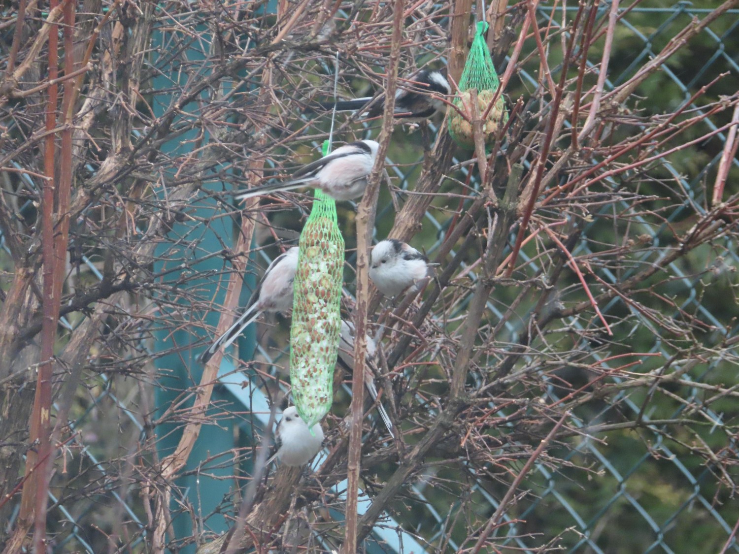 livebirdspoland_417732c7ceb4dd7f16e6ca2af6e27f90.jpg