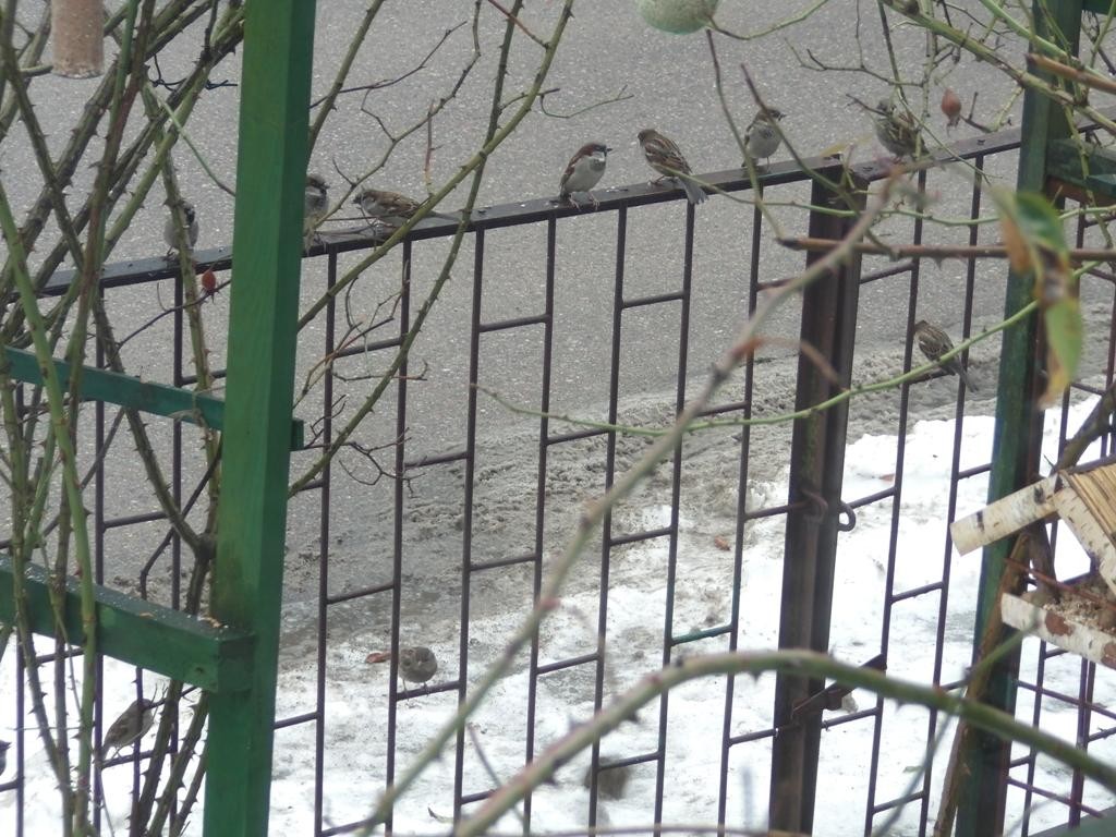 livebirdspoland_2c2c1e66c94169c33ec4410da4a34c69.jpg
