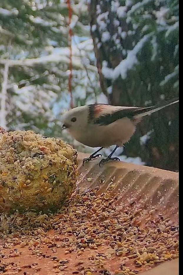livebirdspoland_2e8b5aed0d50dc180c485d72c3884844.jpg