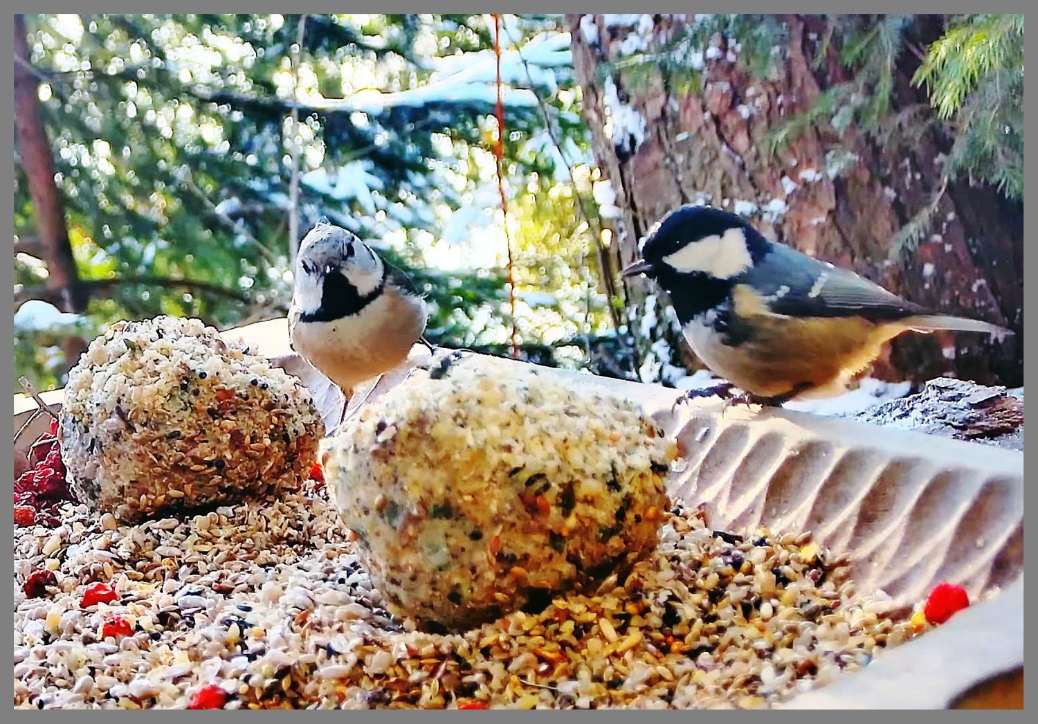 livebirdspoland_9ed6b30dee4481d846ec5ddcf17a98af.jpg