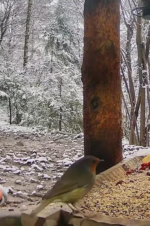 livebirdspoland_856541cd472a8e0d34b5aa38947a47f3.jpg
