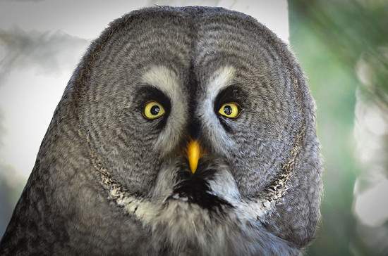 livebirdspoland_e05b74af4f75d8489c1a730fbb06ec08.png