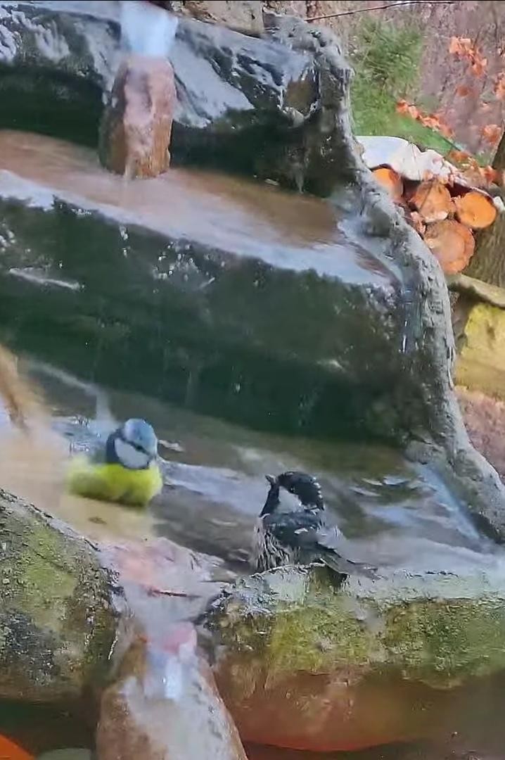 livebirdspoland_39ae97ba314b0915b5aea94115d805a3.jpg