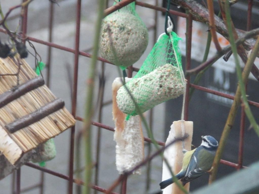 livebirdspoland_7538b8893a461bb1f538906ada84ac58.jpg