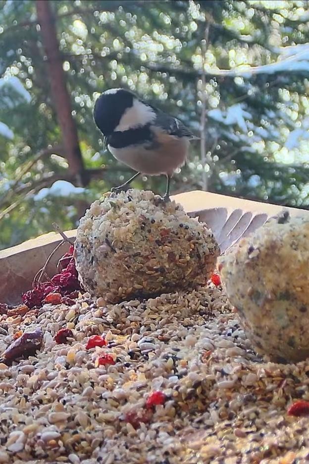 livebirdspoland_0f2c36b13b2ea63777dfaf6aea58867d.jpg