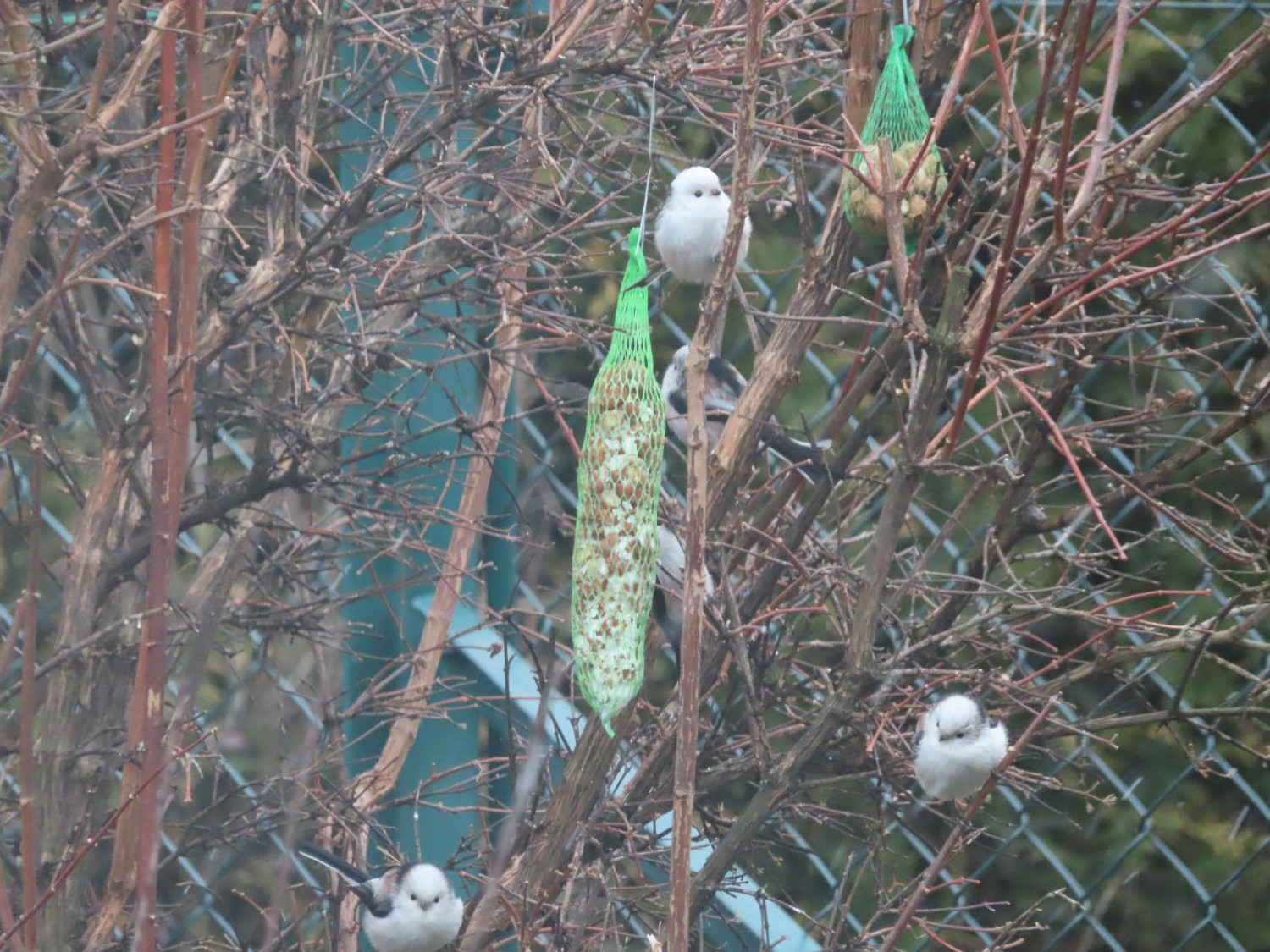 livebirdspoland_f88ffb81ea431f761665b02fdf2d2dd4.jpg
