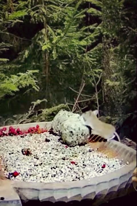 livebirdspoland_8b17069c66b033fb562f4cbb808f54ad.jpg