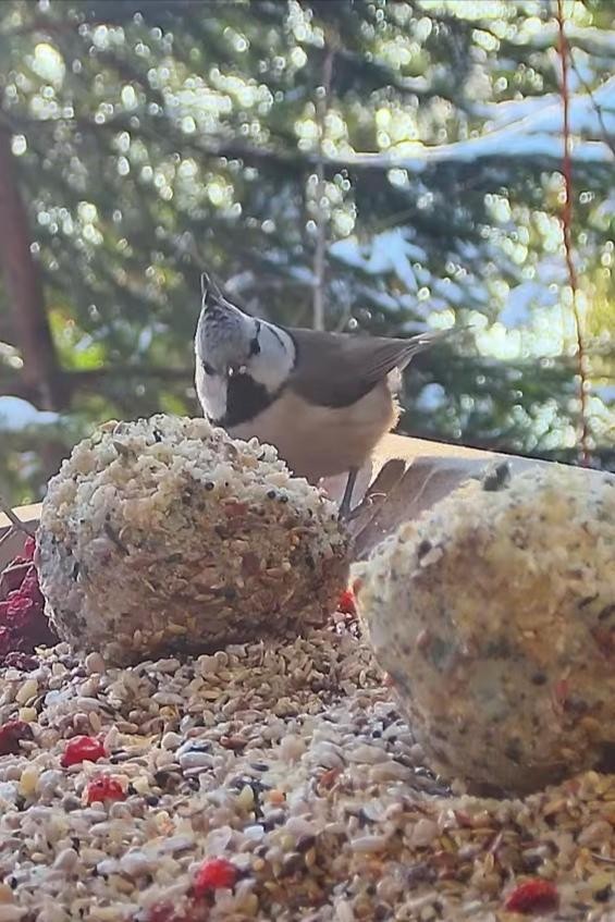 livebirdspoland_34b74f4a75ffad9a6968e834c6b011fe.jpg