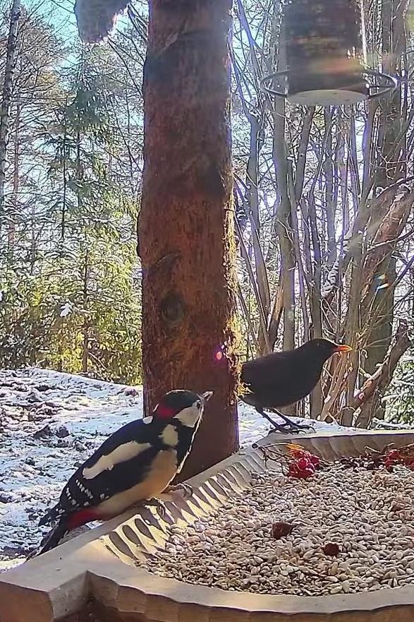livebirdspoland_75019c594cc189ef982c48d58c7b390c.jpg
