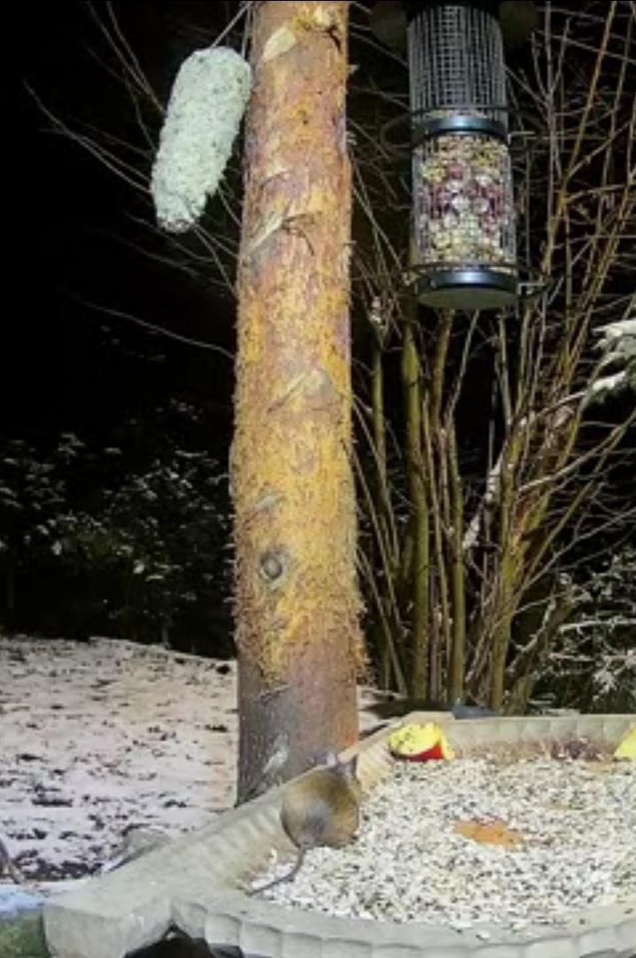 livebirdspoland_33f3d74b9db78548282e6aba88fa4514.jpg