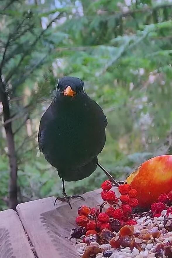 livebirdspoland_3cf2e4b36f5cab62b5eb3c7ef71dfb05.jpg