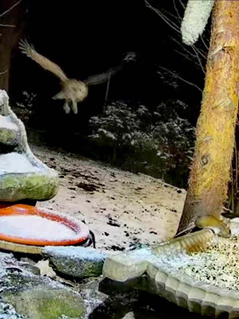 livebirdspoland_5e031f41328e593d0e3bac79764da60a.jpg