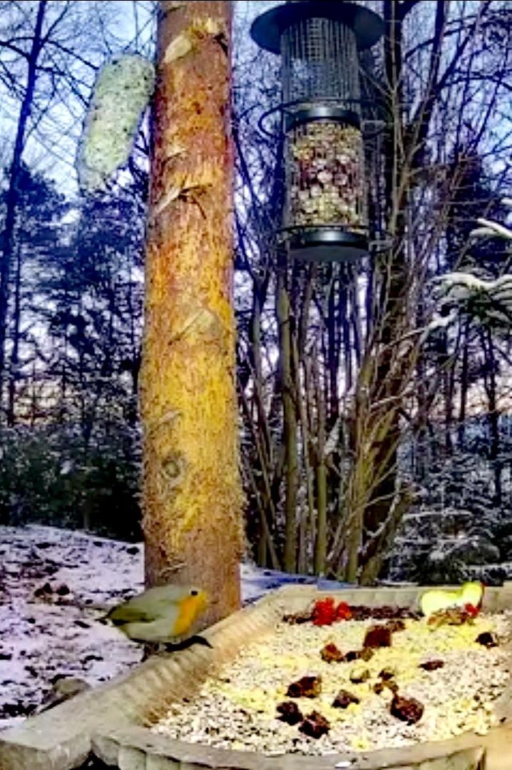livebirdspoland_ebc48dadc336a59305245c94ee838b5e.jpg