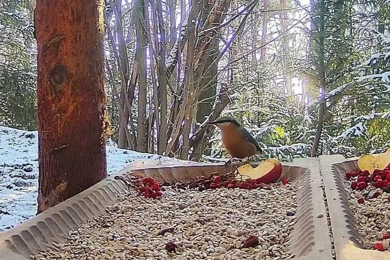 livebirdspoland_db62b837ce8f6380a46107c2cd103029.jpg