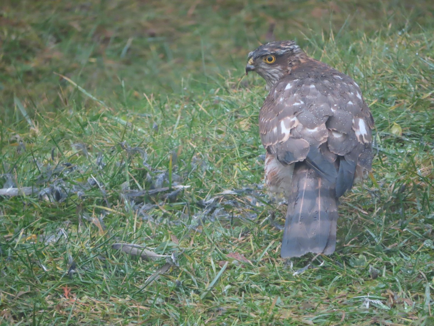 livebirdspoland_e718ef4c735724cda18adf159eee6892.jpg