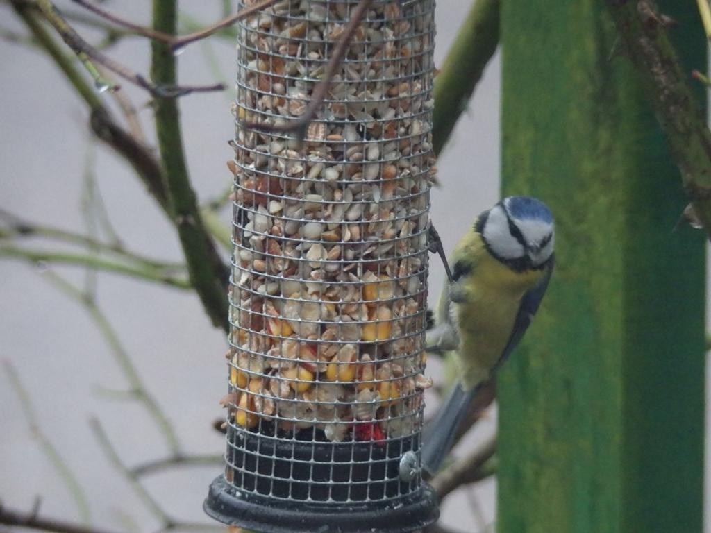 livebirdspoland_5617baeeb2207a4b9eebd32f4cd79849.jpg