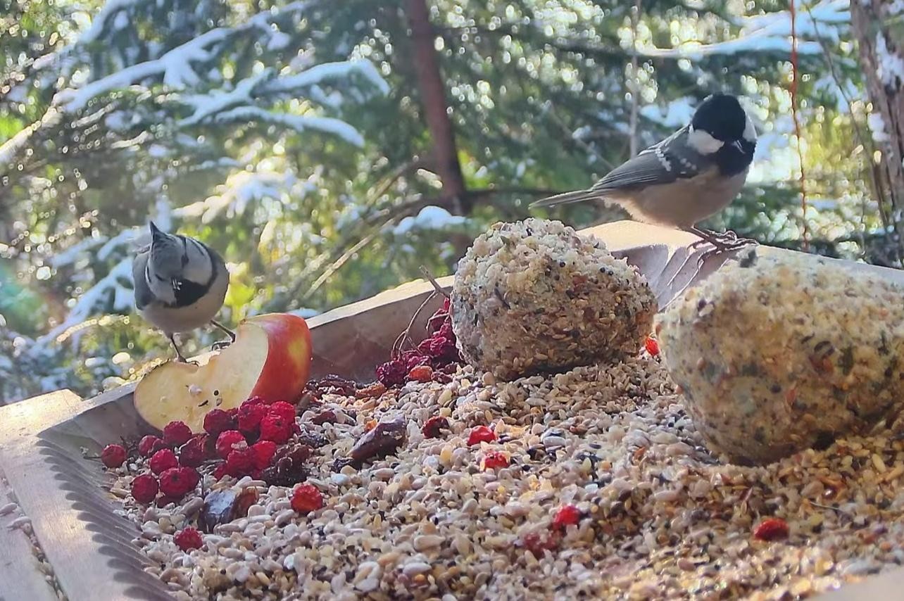 livebirdspoland_373dd457135bb2845bc8ab9079da2dac.jpg