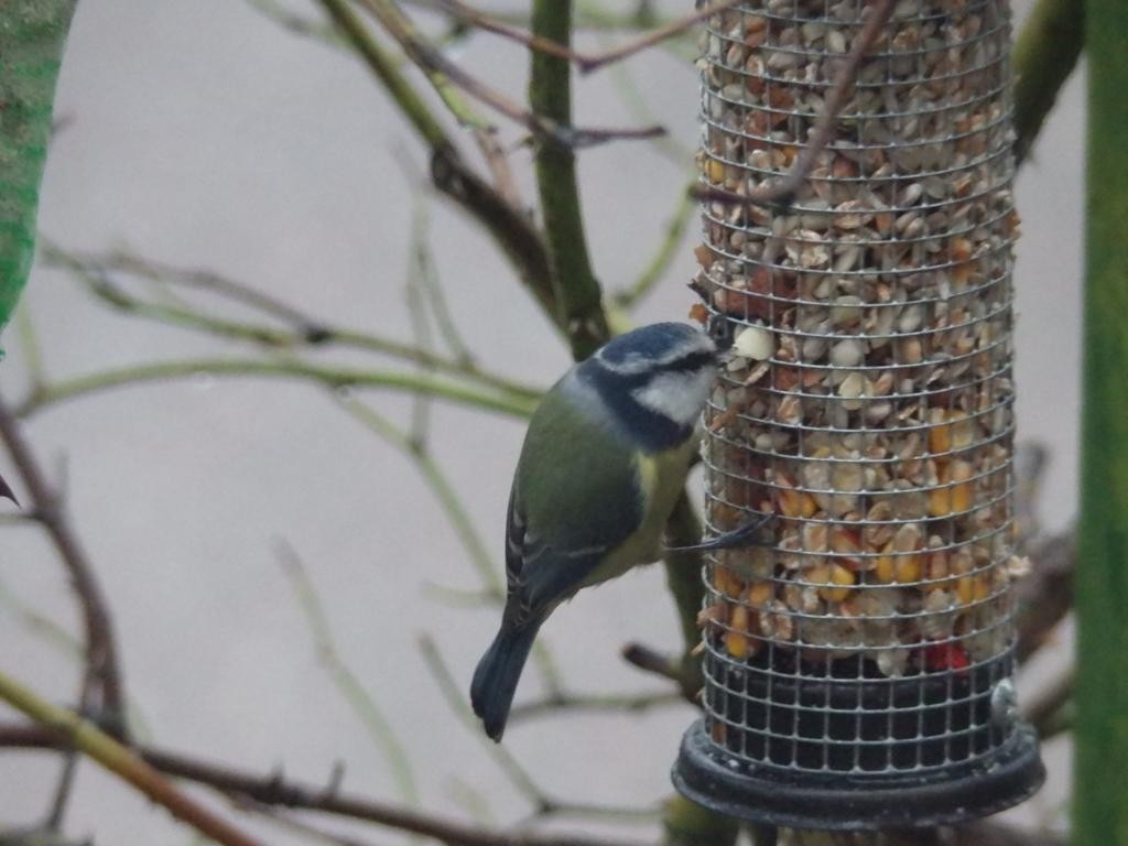 livebirdspoland_7ad842f7e46bf54fab953ff015577597.jpg