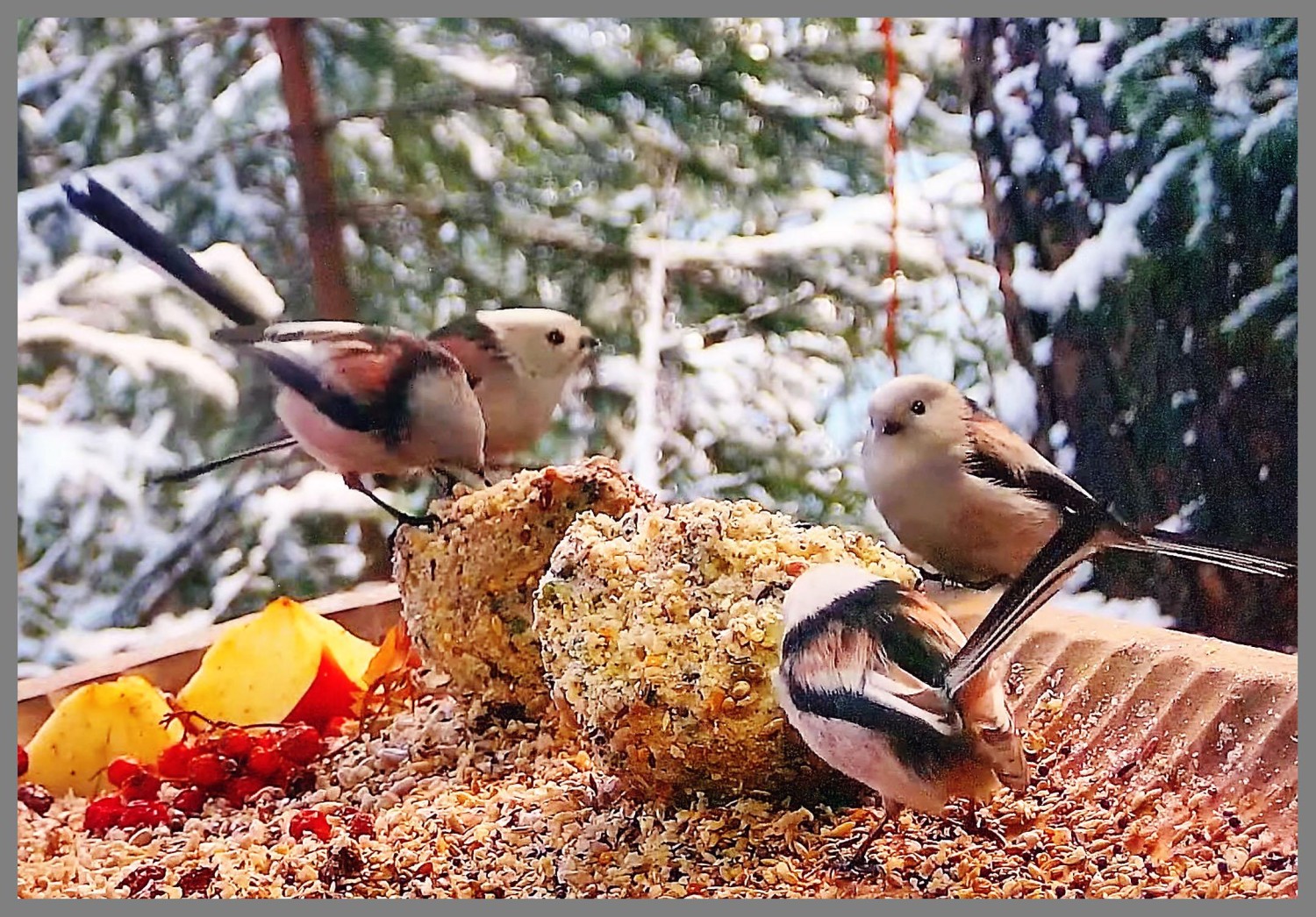 livebirdspoland_5c8a383927f5714c41492ea1d26d8a6c.jpg