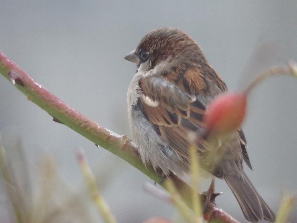 livebirdspoland_99e896ed70d033125fa461ecc9710709.jpg