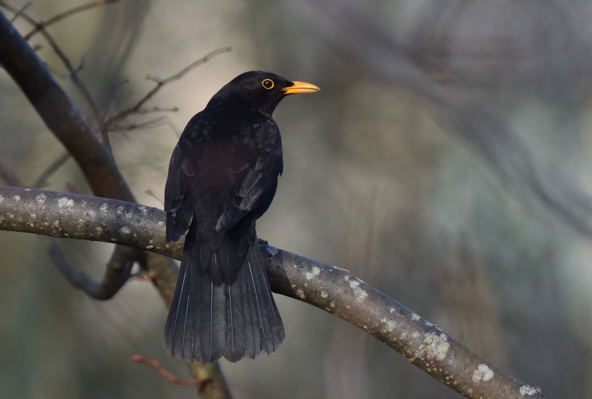 livebirdspoland_d1d4a43a33f6c05dfae3be87b5d0343e.png