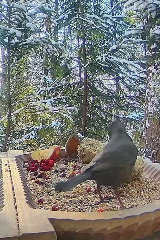 livebirdspoland_7d786c62a1fe64fba90e93655f10c52e.jpg