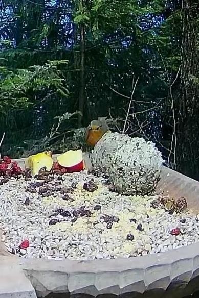 livebirdspoland_510abe2a501ca6c6587f59001b2cd89a.jpg