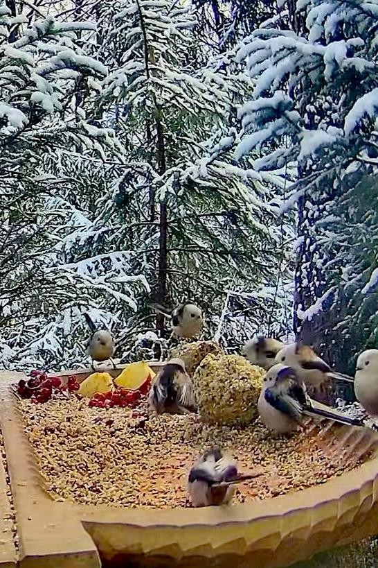 livebirdspoland_47d1e3881e0c7c0e7a0847ddb9f5466b.jpg