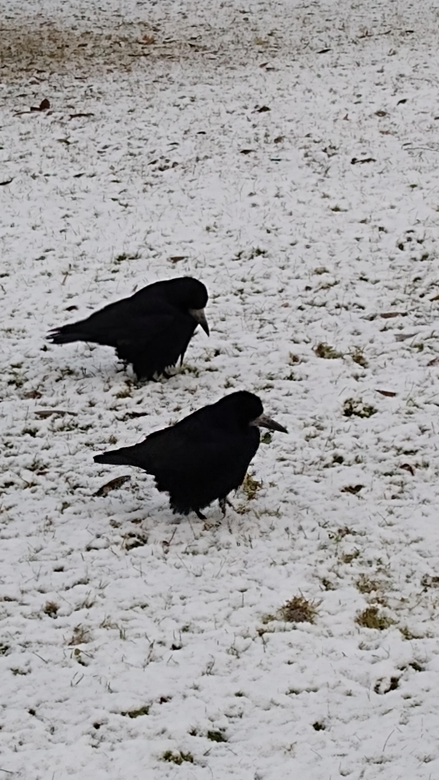 livebirdspoland_5a9a4a0a8552dbf2f0d43ad258596c36.jpg
