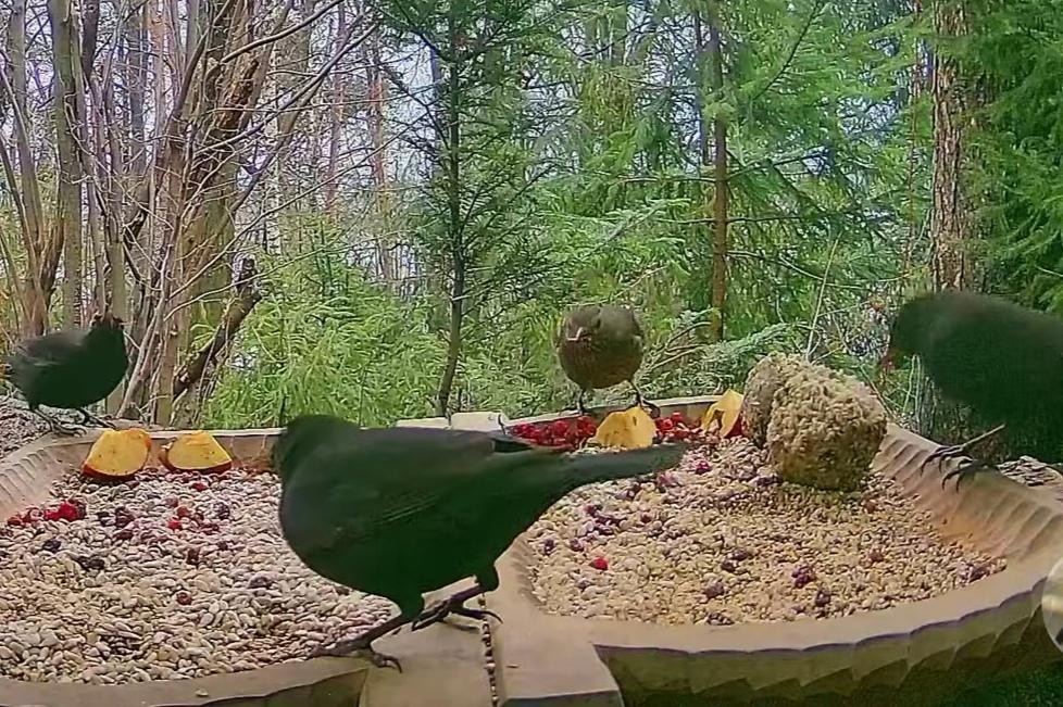 livebirdspoland_c55b826d680e398b1ba47e999c4f5c42.jpg